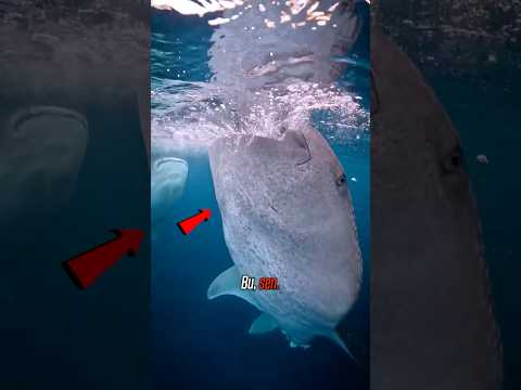 Eğer bir BALİNA KÖPEKBALIĞI olarak doğsaydın? 🐋🦈 thumbnail