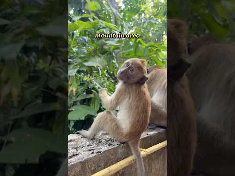 DON’T Go To Monkey Trail in Thailand ⚠️🐒 thumbnail