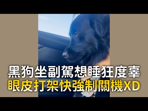 黑狗坐副駕想睡狂度辜　眼皮打架快強制關機XD｜#寵物雲 thumbnail