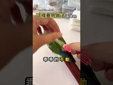 養鳥這麼多年第一次看到這個 thumbnail