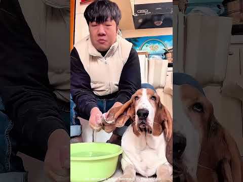 De hond met de langste oren ter wereld 😂 thumbnail