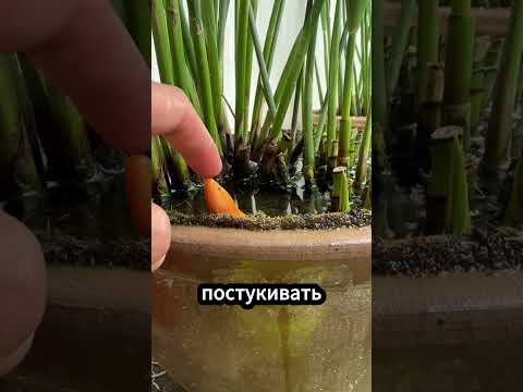🐍 Почему этот угорь выходит на звук! #угорь #азиатскийугорь #животные thumbnail