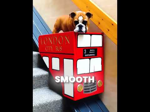 Owner Built a Double Decker Bus for His Arthritic Bulldog ?❤️? #shorts thumbnail