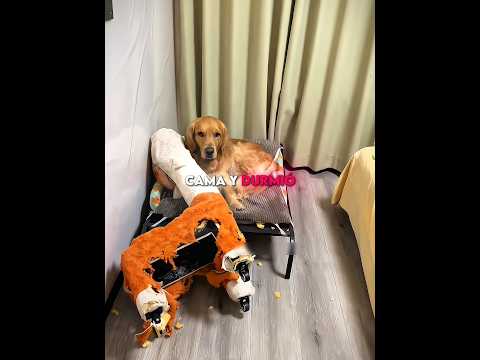 Perro Engañado Con Un Juguete Nuevo 😱 #Catsoftiktok #CatLovers #cute #FunnyCats #catcartoon #fyp thumbnail