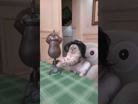 A happy day. #exlittlebeans #funnyvideo #funnycats thumbnail