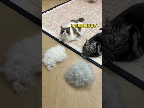 【牛奶是只猫】猫毛别扔！我竟然用它做了一套新年战袍2 0 thumbnail