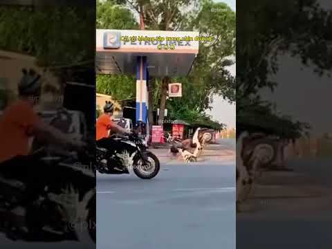 Cái tội không tập trung nhìn đường 😂 #antoangiaothong #laixeantoan #haihuoc #giaitri #shorts thumbnail