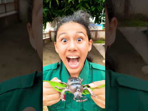 แกล้งพ่อ ก็บอกแล้วอย่าเอามาเล่น!! 😂 #funny #comedy #drama #humor #memes #youtube #shorts #minmayang thumbnail