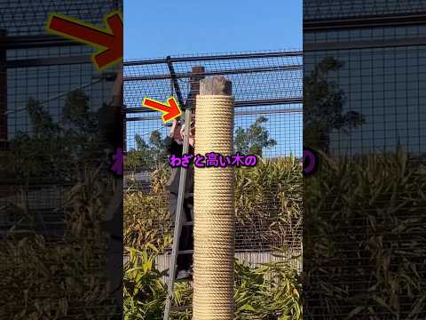 木に逃げたのに、さらに危険になる理由 thumbnail