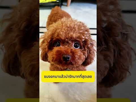 ก้อนขนข้างทาง #shorts  #อาหารสมอง thumbnail