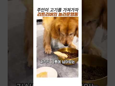 주인이 고기를 가져가자 리트리버가 보인 놀라운행동#골든리트리버#감동동물 thumbnail