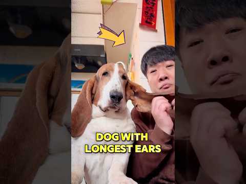 Dog with longest ears thumbnail