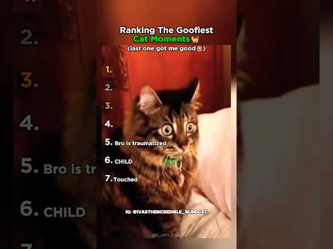 Ranking The Goofiest Cats Moments #cat #funny #usa thumbnail