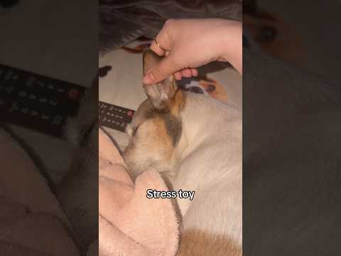 my stress toy thumbnail