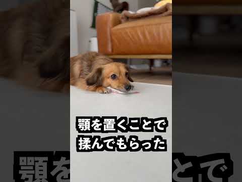 熱湯vs ゴリラのパンチ：本当に触れるようになるのか #犬 #チワックス #挑戦 thumbnail