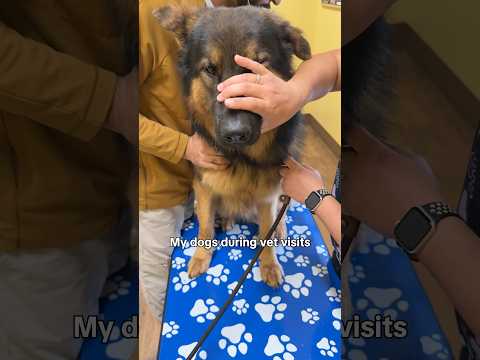 Train Your Pups! thumbnail