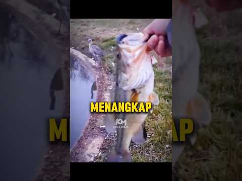 Benar Benar Mengejutkan? #faktamenarik #faktaunik #malaysia thumbnail