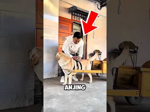 Pasang Kamera di Punggung Anjing, Pria Ini Terkejut Melihat Hasilnya! 😱🐶 thumbnail