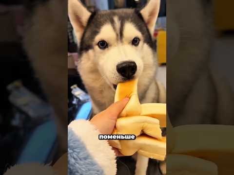 Кто получил самый большой кусок хлеба? Смотри до конца! 🔥🐶🐾🥖 thumbnail