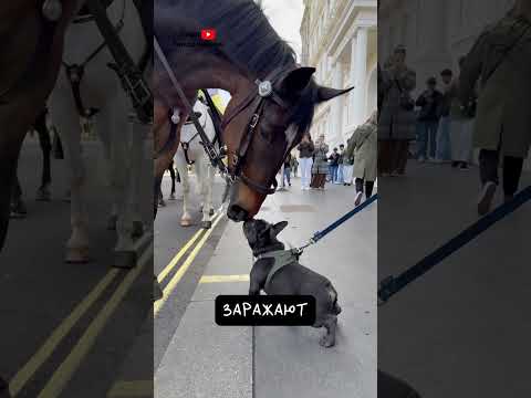 Почему Собаки Такие Дружелюбные 🥰 thumbnail