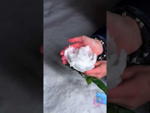 Whimsical Blooms in a Winter Wonderland 🌷❄️ thumbnail