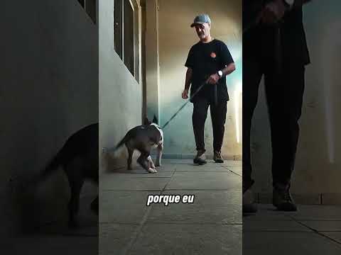 Seu cão pula muito nas pessoas? #cães #cachorro #pets #shorts #shortsfeed #dogwalk #dogwalker #dogs thumbnail