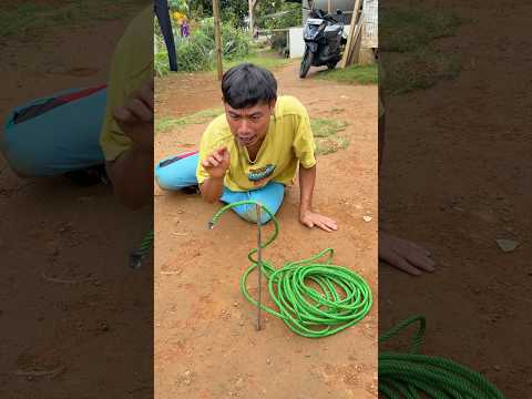 ada ular hijau thumbnail