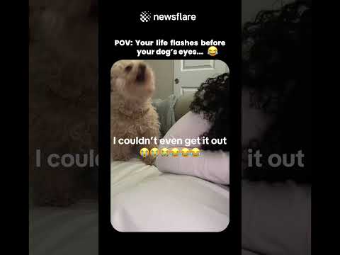 POV Your life flashes before your dog's eyes thumbnail