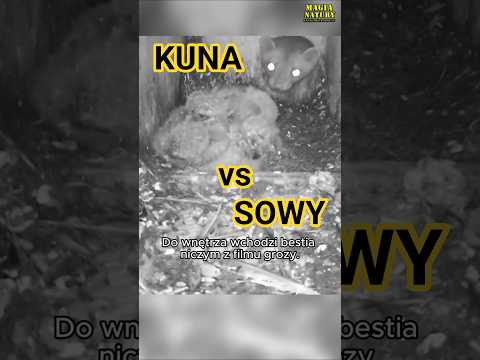 Atak Kuny na Budkę Lęgową Sów thumbnail