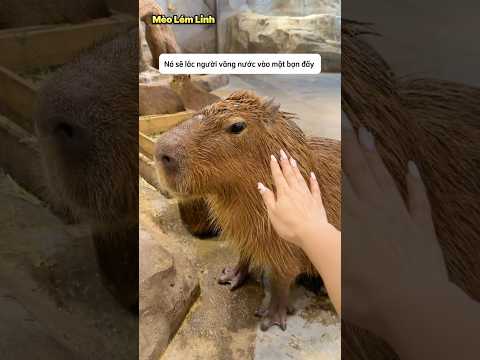 Đừng chạm vào capybara khi còn ướt #shorts thumbnail