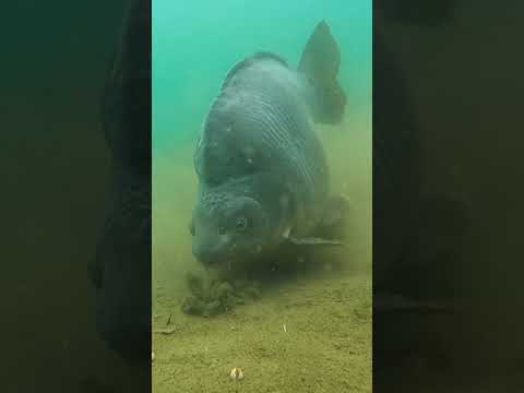 The Roundest Carp You’ll Ever See thumbnail