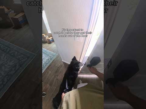 How to stop your dog from bolting through doors thumbnail