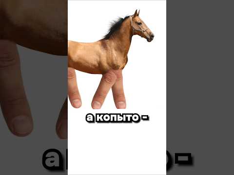 Странные лошади thumbnail