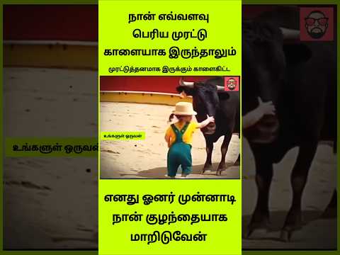 பாசத்திற்கு கட்டுப்பட்ட முரட்டு காளை! 🥺❤️ #shorts #trending thumbnail