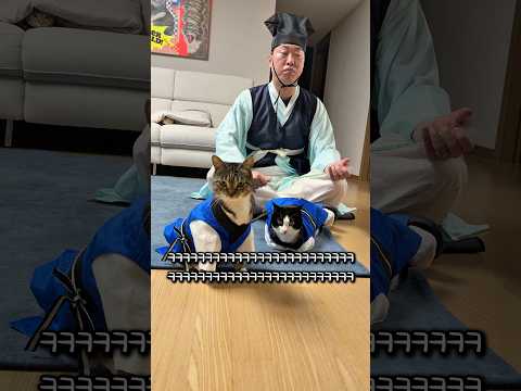 서당 다니는 고양이 thumbnail