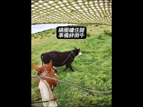 牛仔很忙 thumbnail