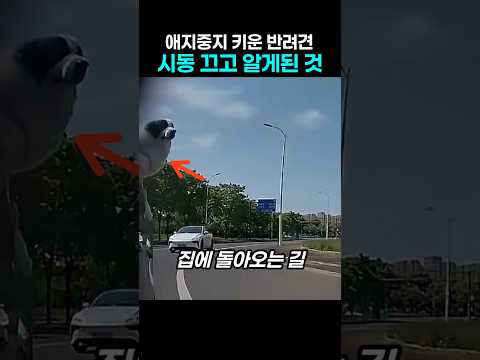 "자는 줄 알았는데…" 차에 태운 반려견, 집에 도착하고 알게 된 것 thumbnail