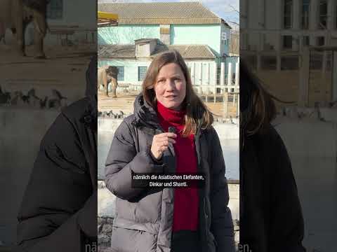 Ein Zoo im Krieg | DER SPIEGEL Shorts thumbnail
