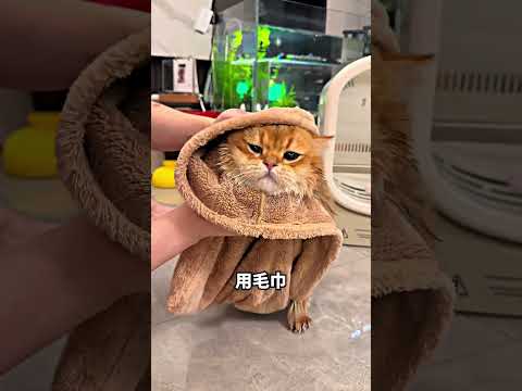 怕水猫被教会游泳，结果玩到不想上岸? thumbnail