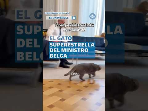Gato del primer ministro belga se roba las miradas durante reunión diplomática #shorts thumbnail