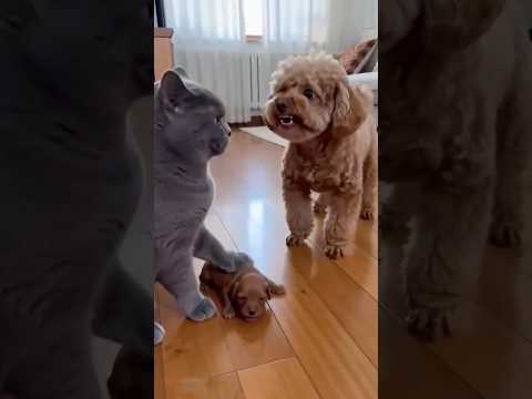 No… what’s going on? Animals have become supernatural beings? Funny and adorable pets! thumbnail