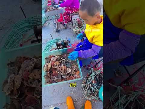 Cách gắn con hàu lên dây cực nhanh thumbnail