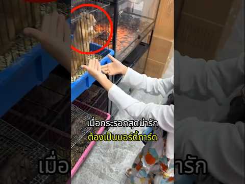 เจ้ากระรอกอ้วนกลายเป็นบอดี้การ์ด thumbnail