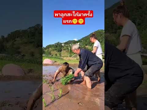 พาลูกสะใภ้มาทำนาครั้งแรก 🤫🤫🤷🤷 thumbnail