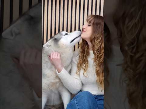 Dicono che il tuo CANE BACERÀ per prima la persona che AMA di più! 🤭🐶😳 #dogchallenge #cani #husky thumbnail