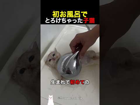 初お風呂でとろけちゃった子猫 thumbnail
