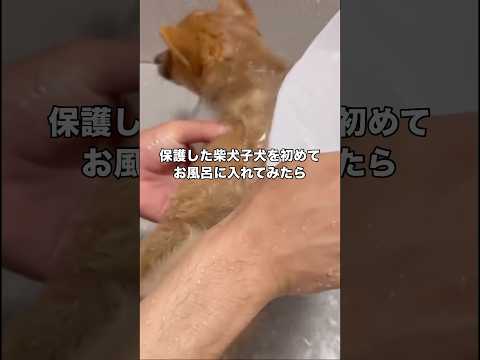 保護されて初めてのお風呂なのに吠えもビビりもしないお利口すぎる柴犬子犬 #保護犬 #子犬 #柴犬 #shorts thumbnail