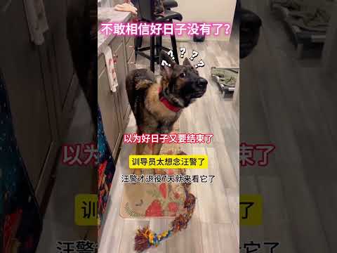 训导员太想念退役的警犬了，没想警犬看到他是这样的表情 #感人壹幕 #大熱門 #影視解説 #影视聚焦 #精彩影视 #funny #熱門 #正能量 #搞笑 #automobile thumbnail