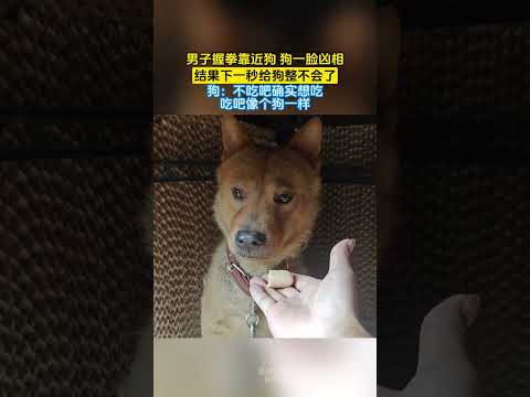 男子握拳靠近狗 狗一脸凶相，结果下一秒给狗整不会了，狗：不吃吧确实想吃，吃吧像个狗一样 #共鳴 #大熱門 thumbnail
