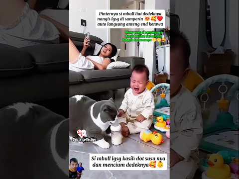 Pinternya si mbull liat dedeknya nangis lgsg di samperin auto langsung anteng end ketawa? thumbnail